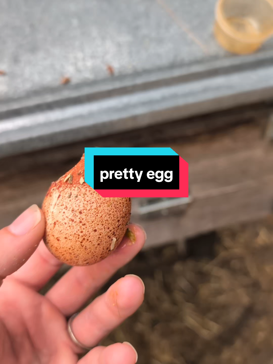 @Chickens & Bullies