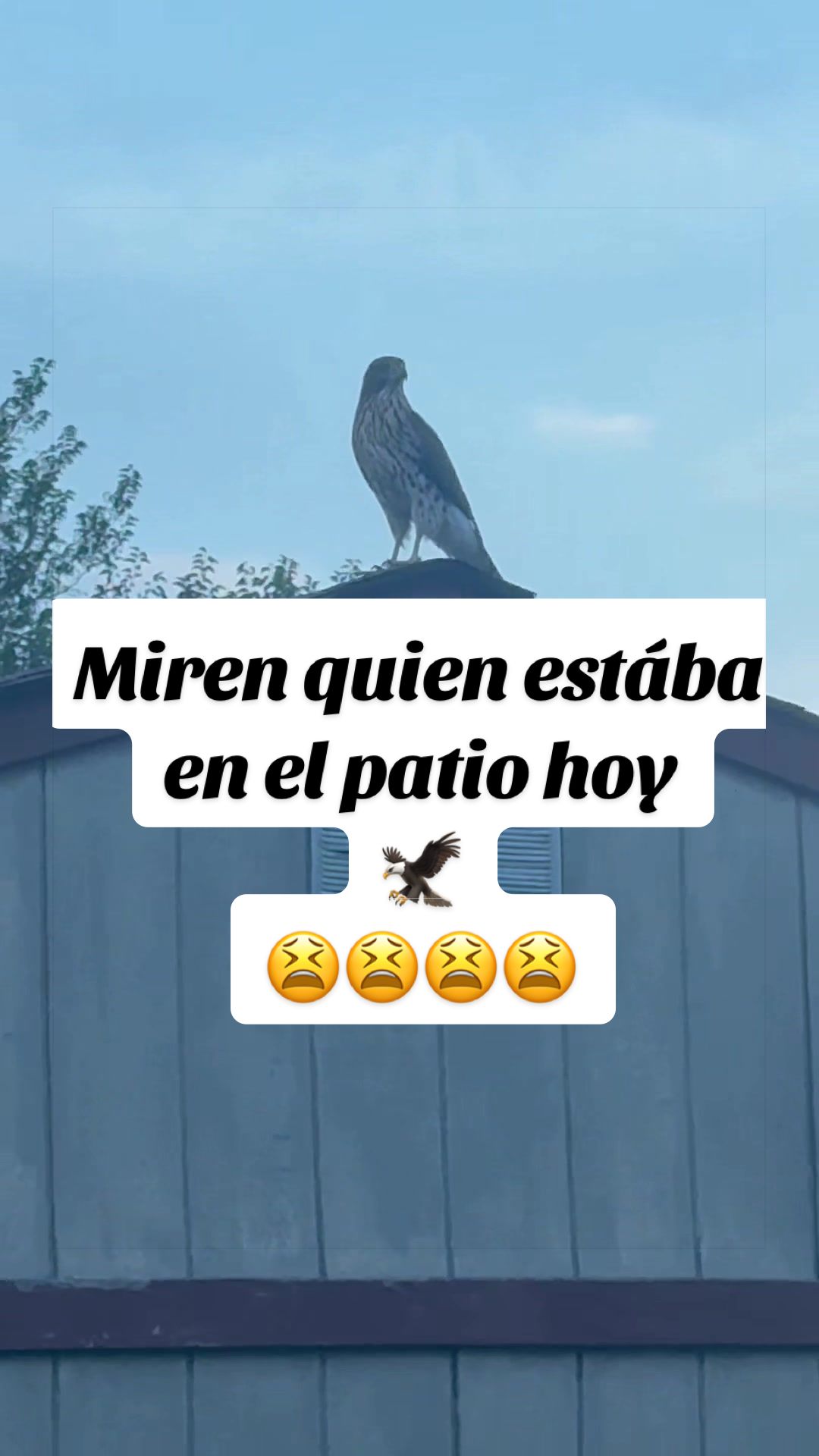 @Elianne Martinez