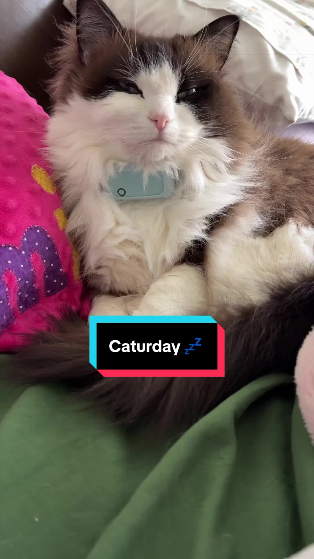 @Meredith Ragdoll Cat