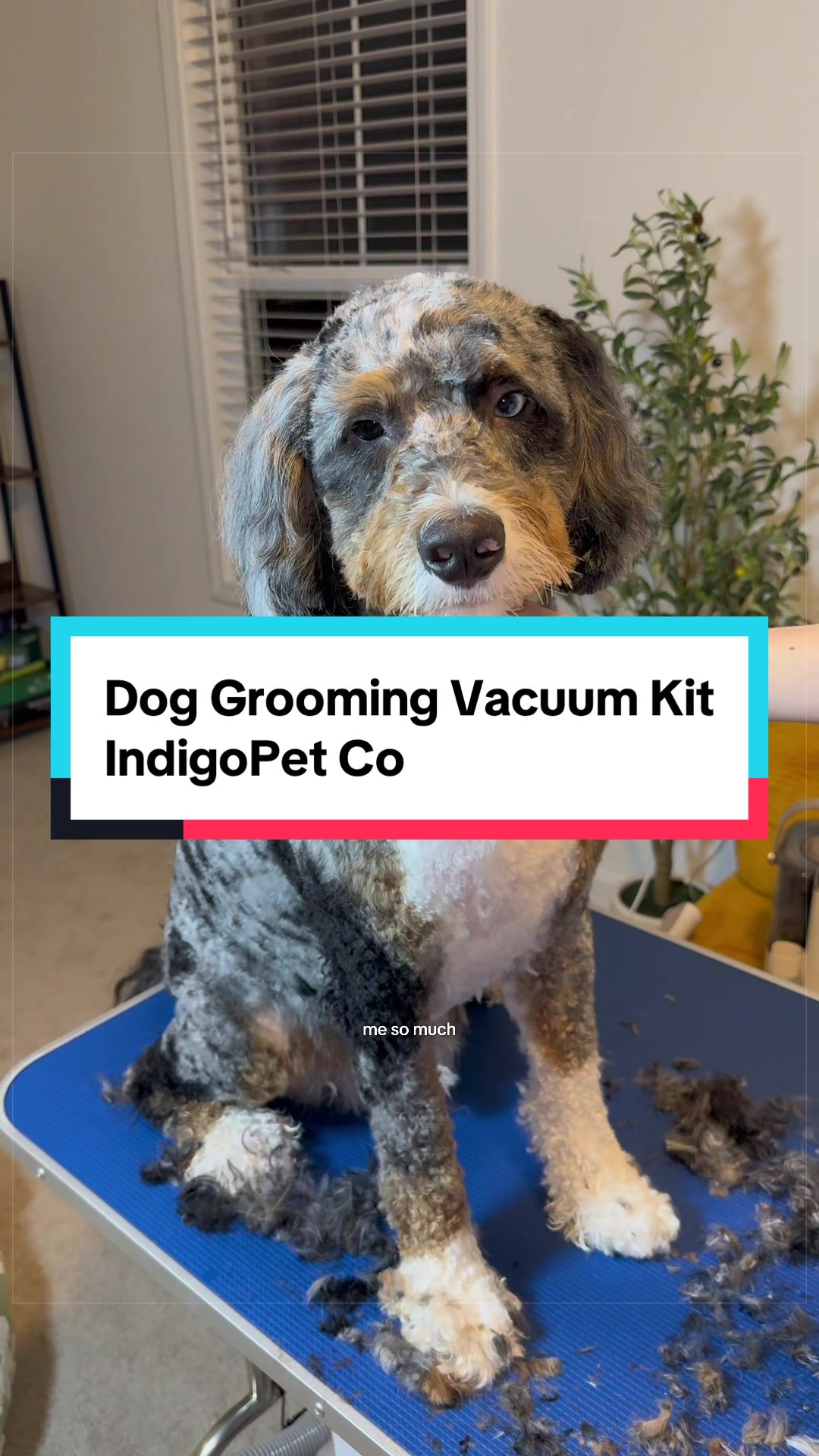 @Archie The Bernedoodle
