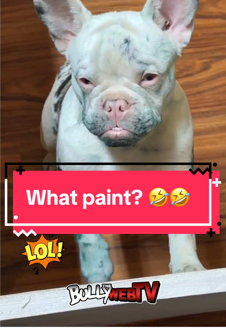 @Official_BullyWebTV