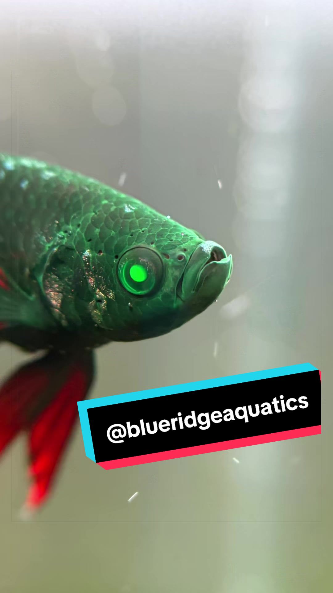 @Blue Ridge Aquatics