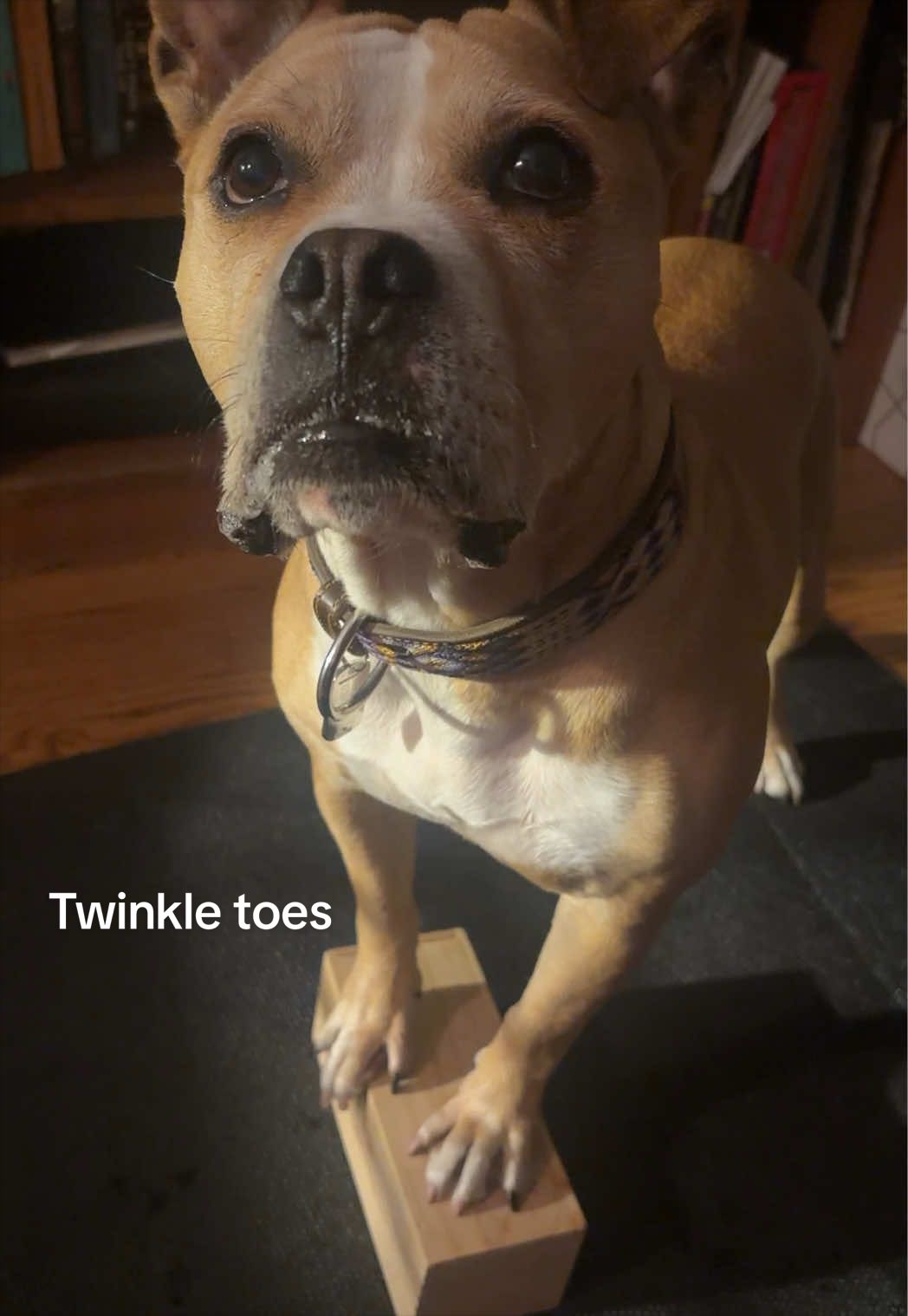@dogstrainjen