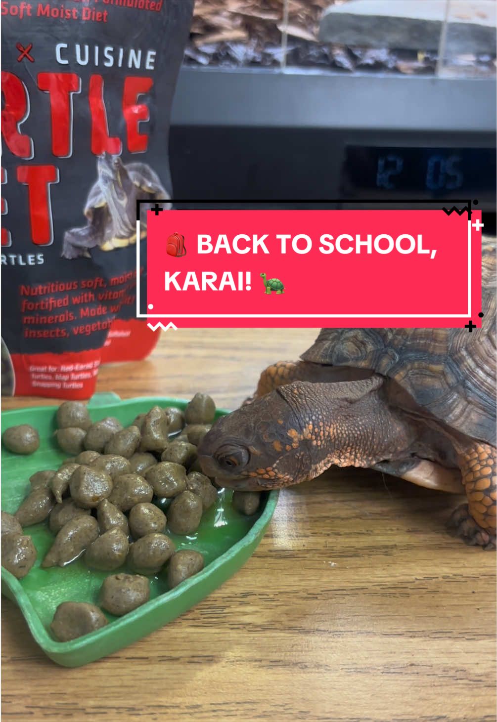 @Eastern Box Turtle