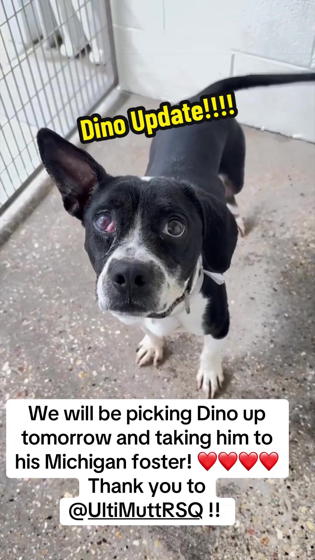 @Rescue Dog Army