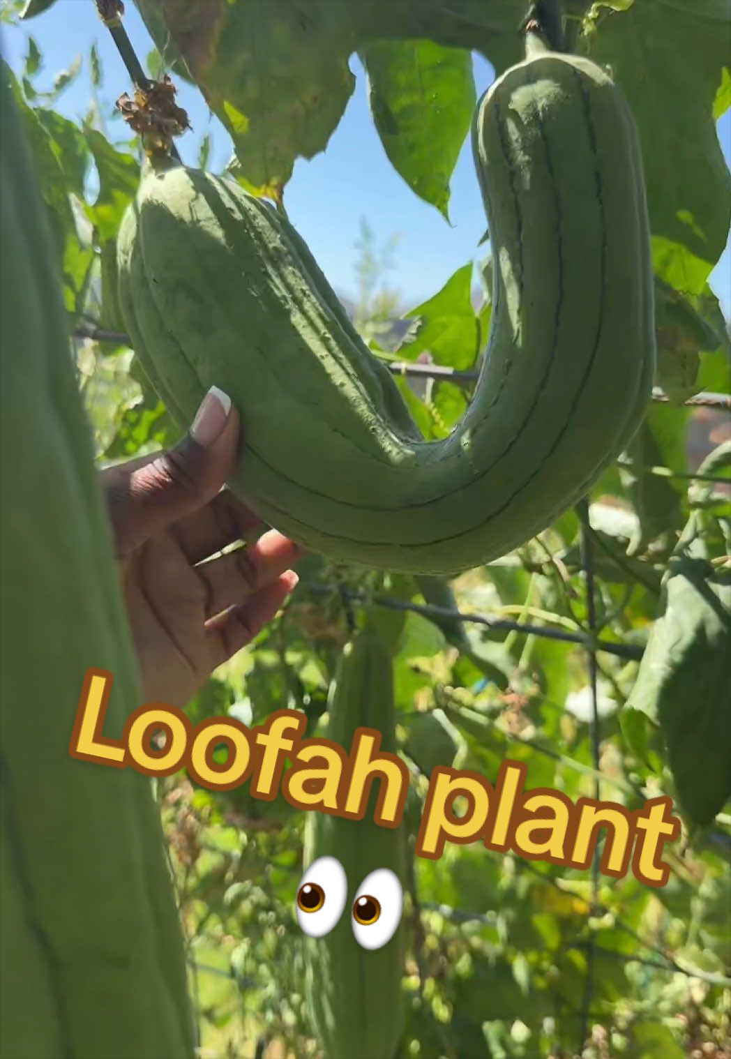 @Our Texas Garden | zone8b