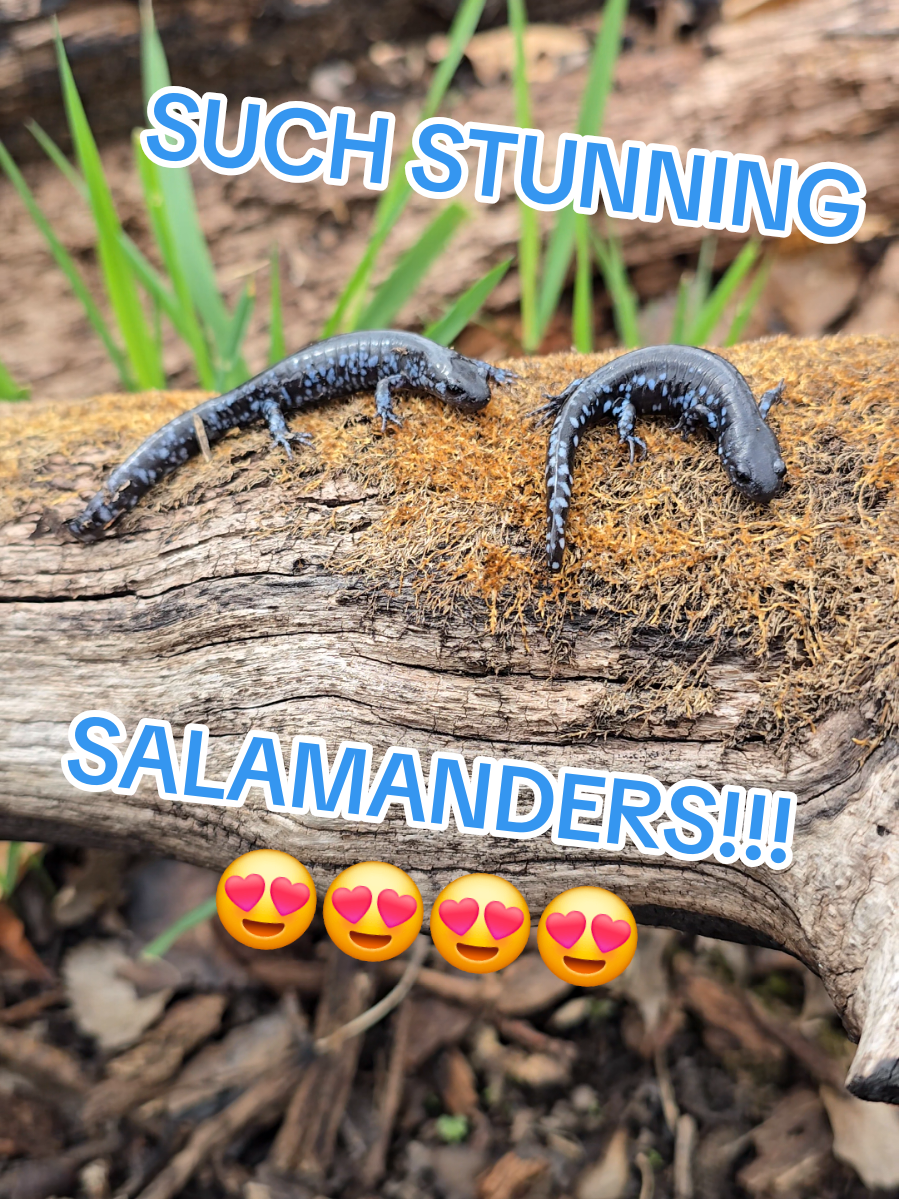 @Herpingmaniac82