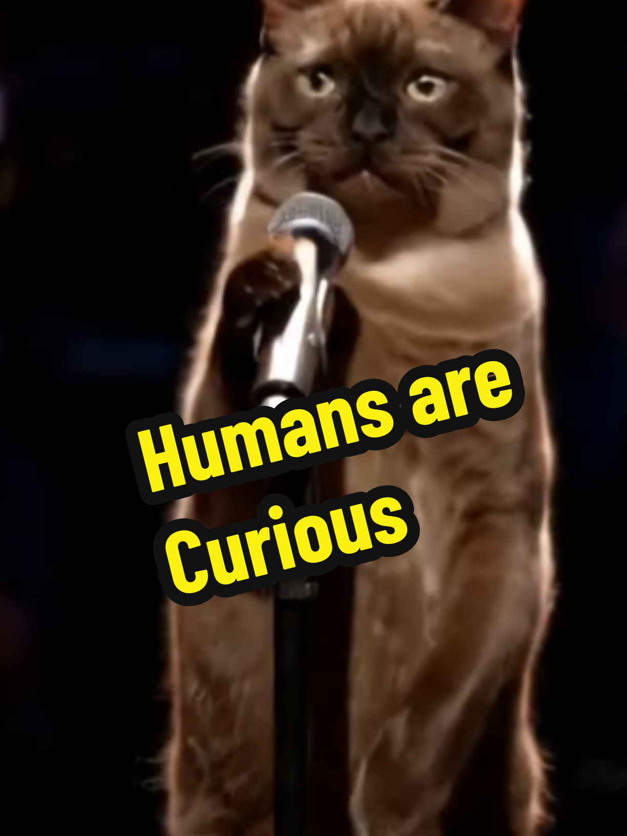 @comedyclubcats