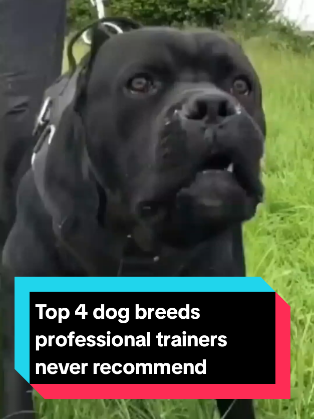 @The pet post
