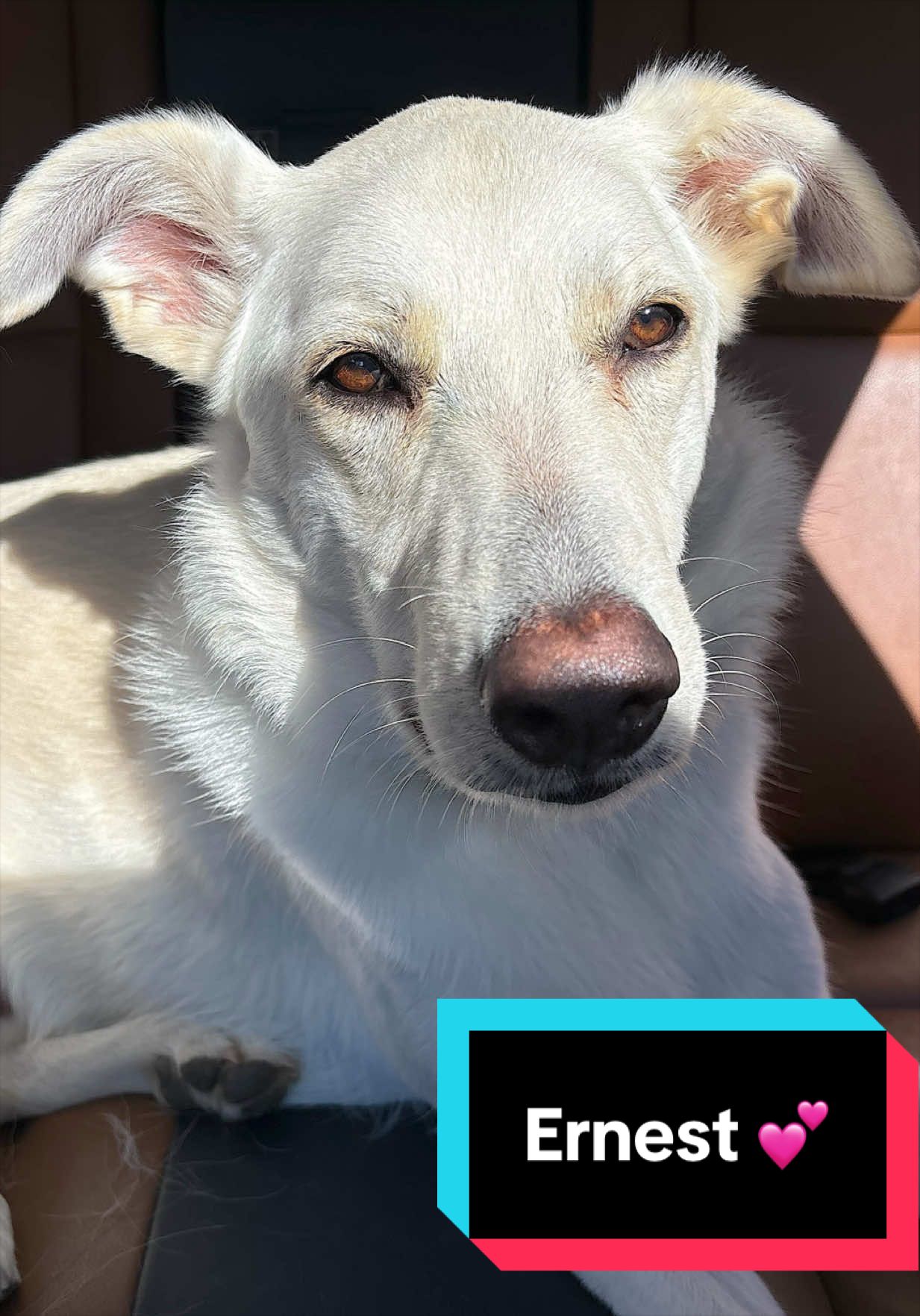 @Joyful Pets