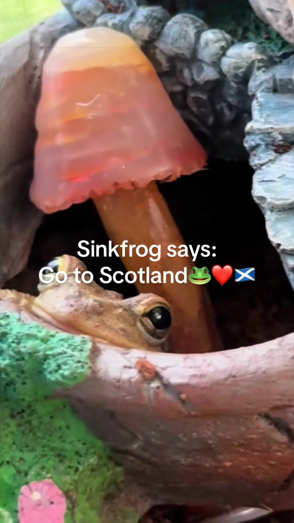 @originalSinkfrog