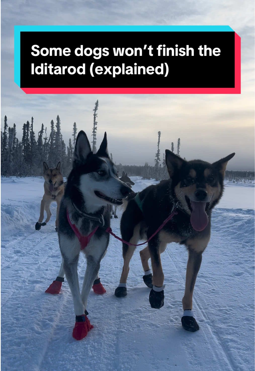 @Glacier Musher