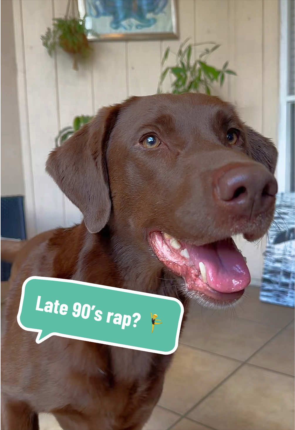 @AmandaT | Your Dog is COOL!