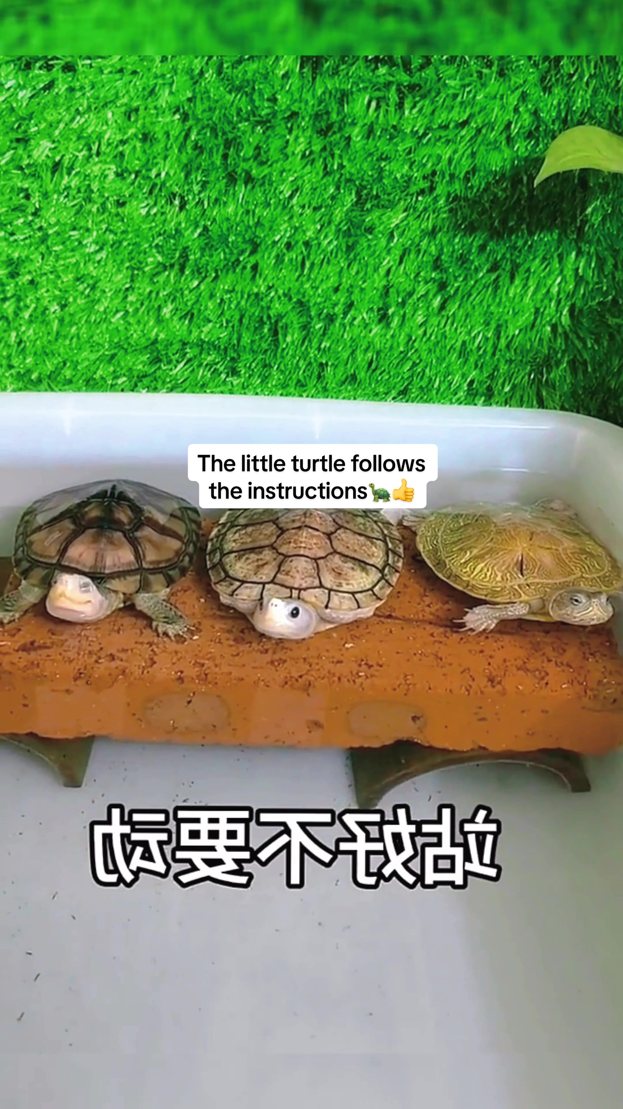 @Mr. Turtle
