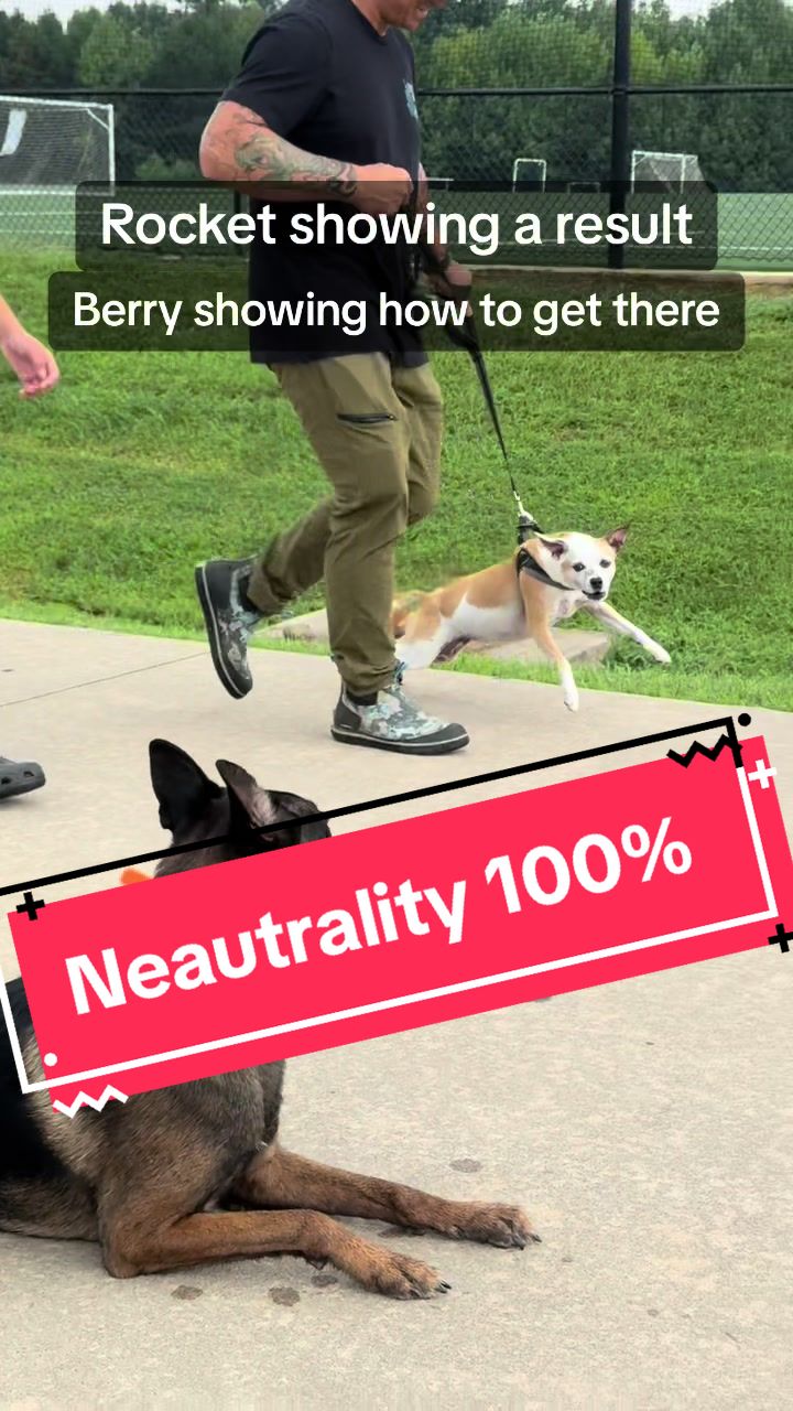 @DivineCanineDogTraining