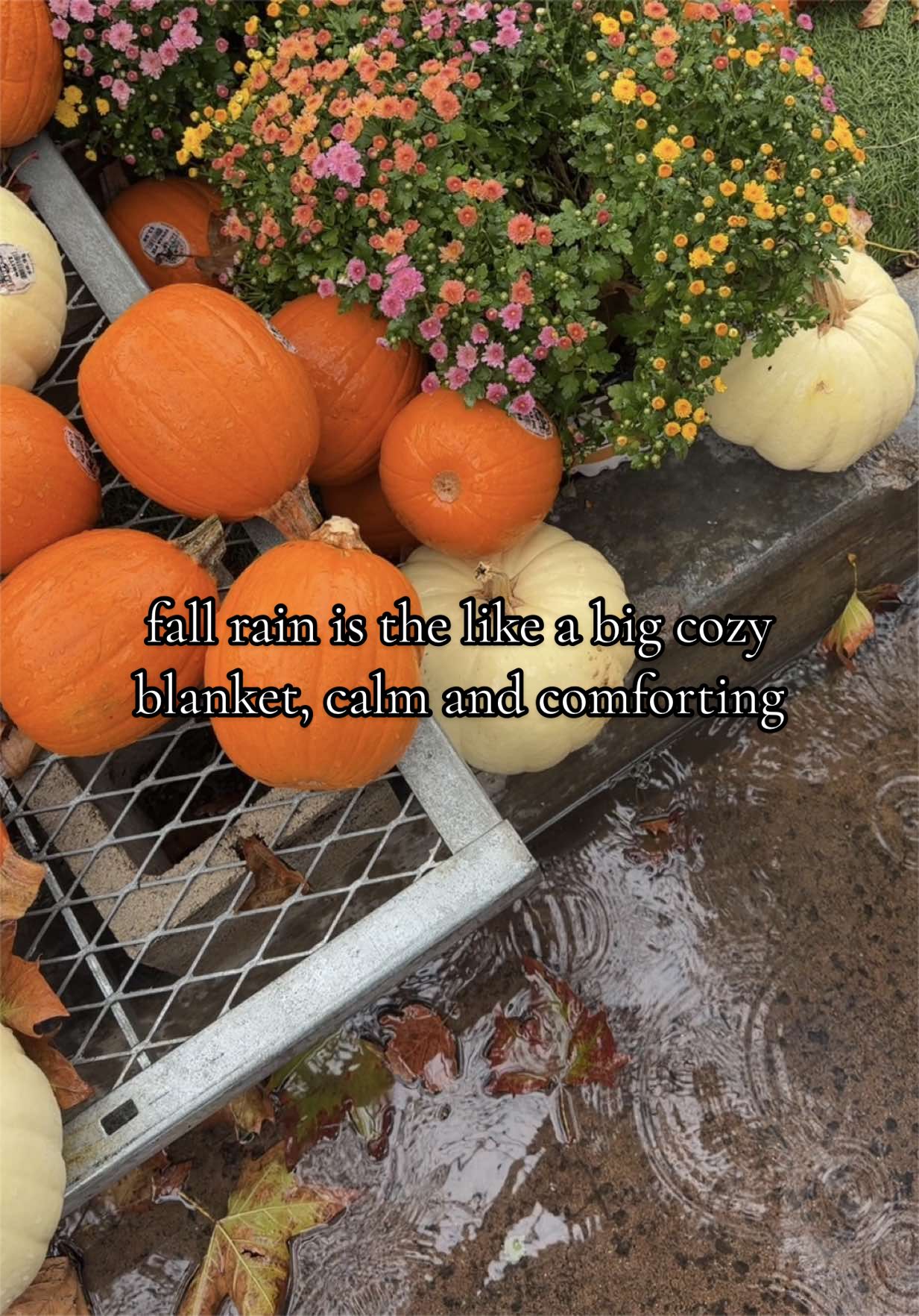 @Seasonal Kaitlyn