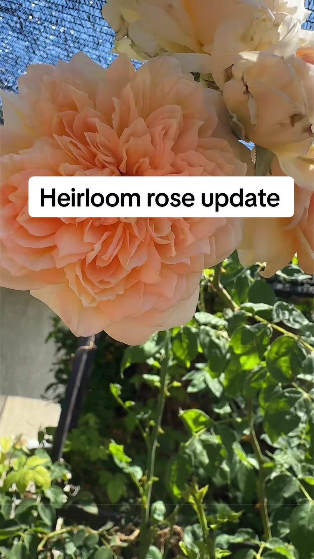 @Rylee&rsquo;s Blooms