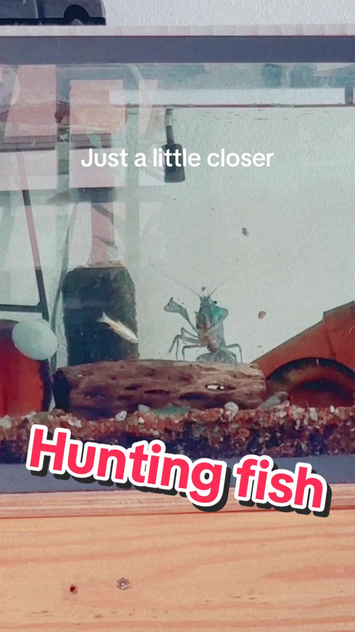 @Larrythebluecrawfish
