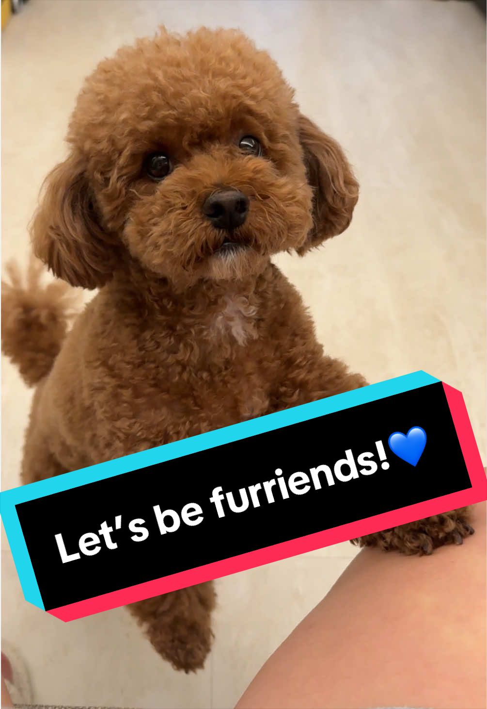 @Gizmo🧸