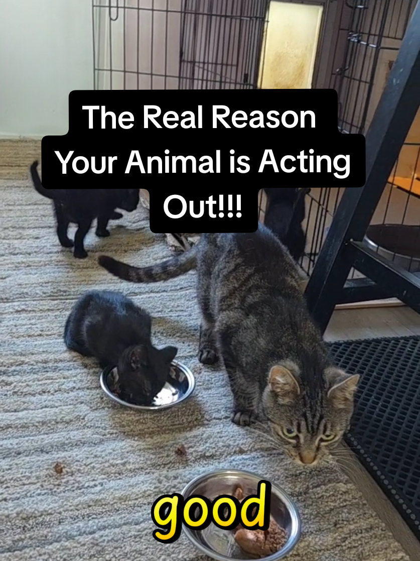 @Animal Communicator Dulsanea