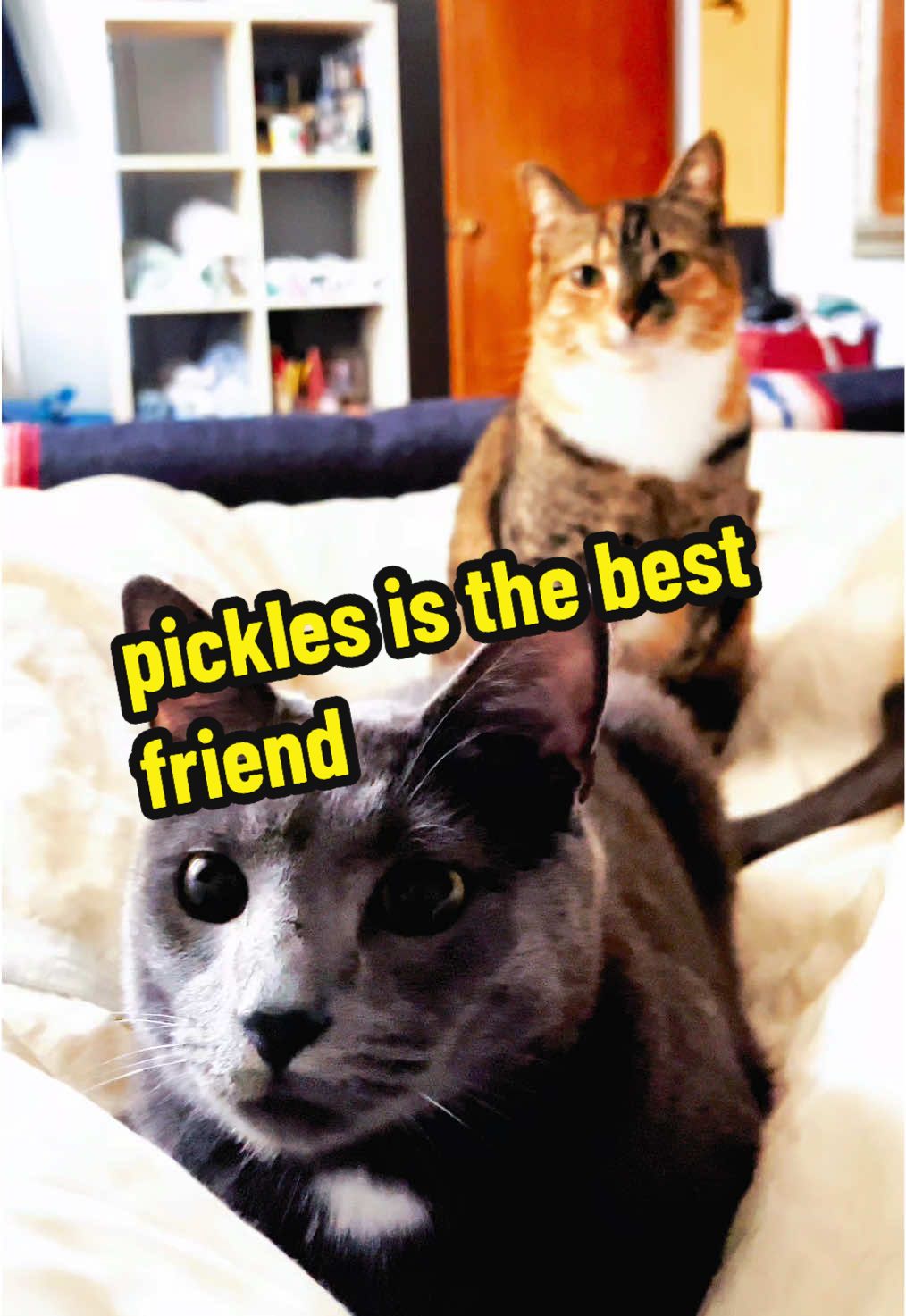 @NermalTCat