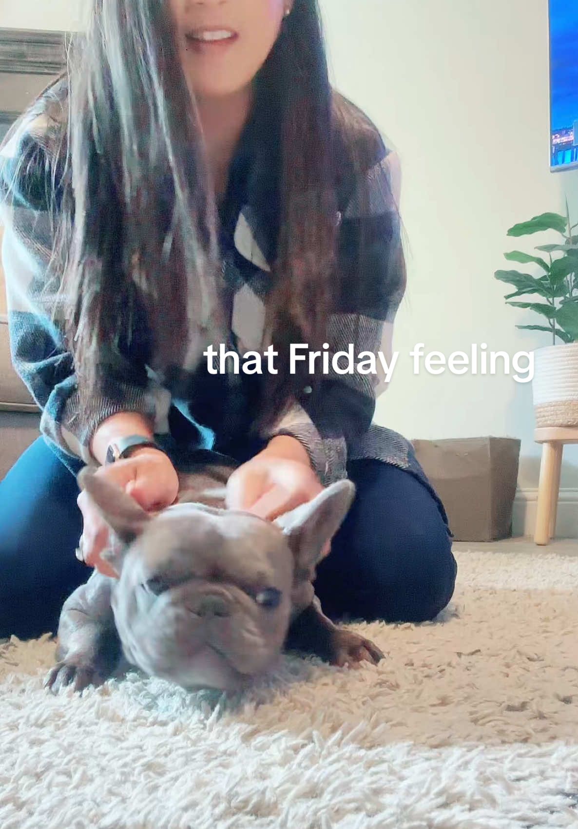 @blueythe405frenchie