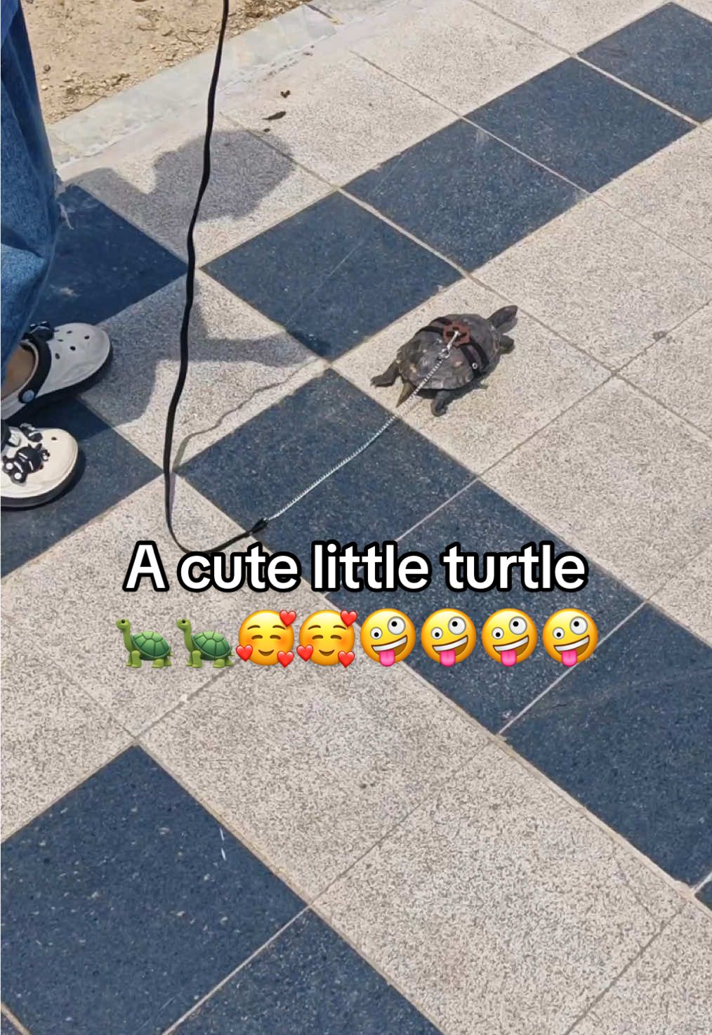 @Mr. Turtle