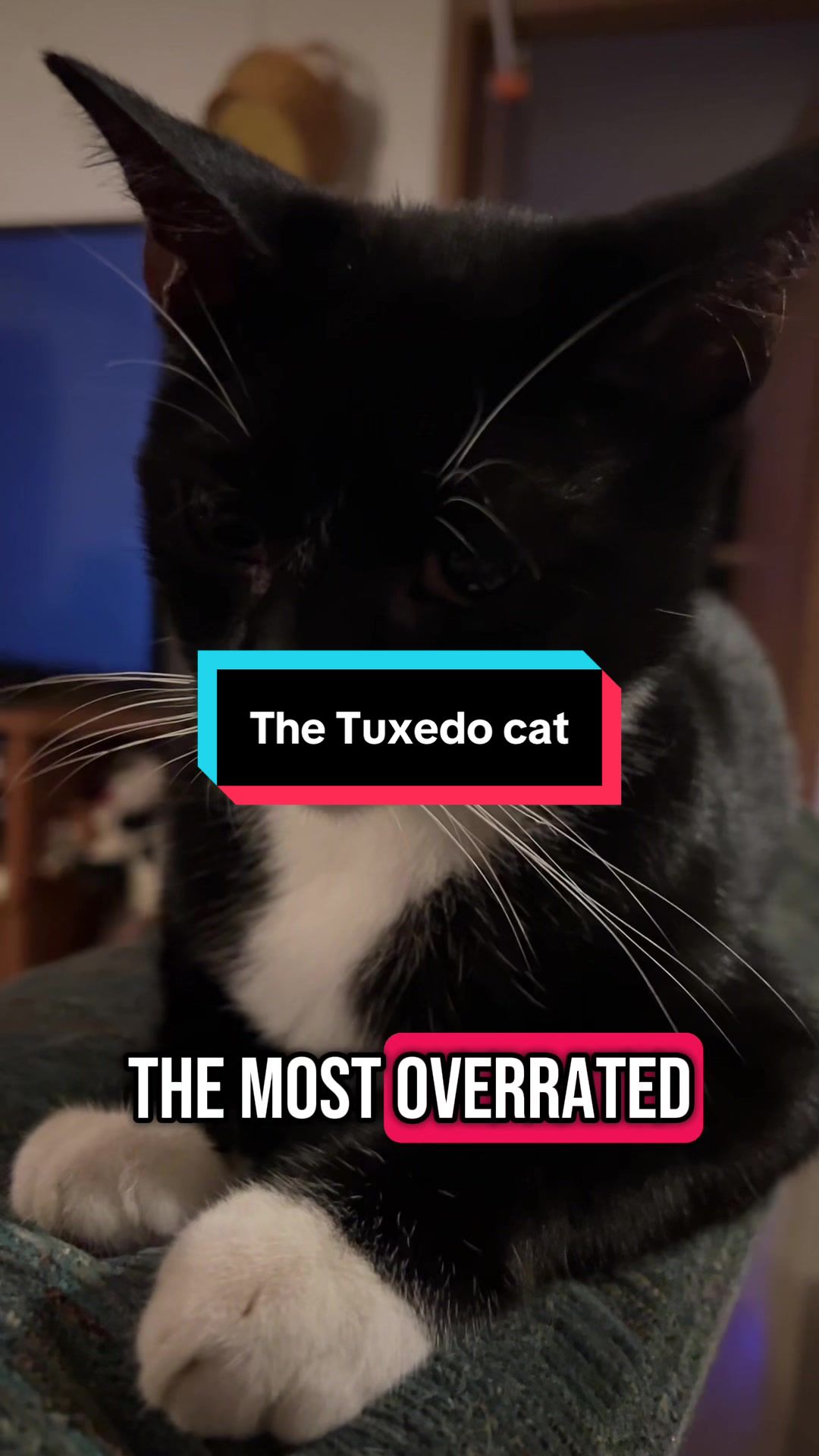 @catlover313official