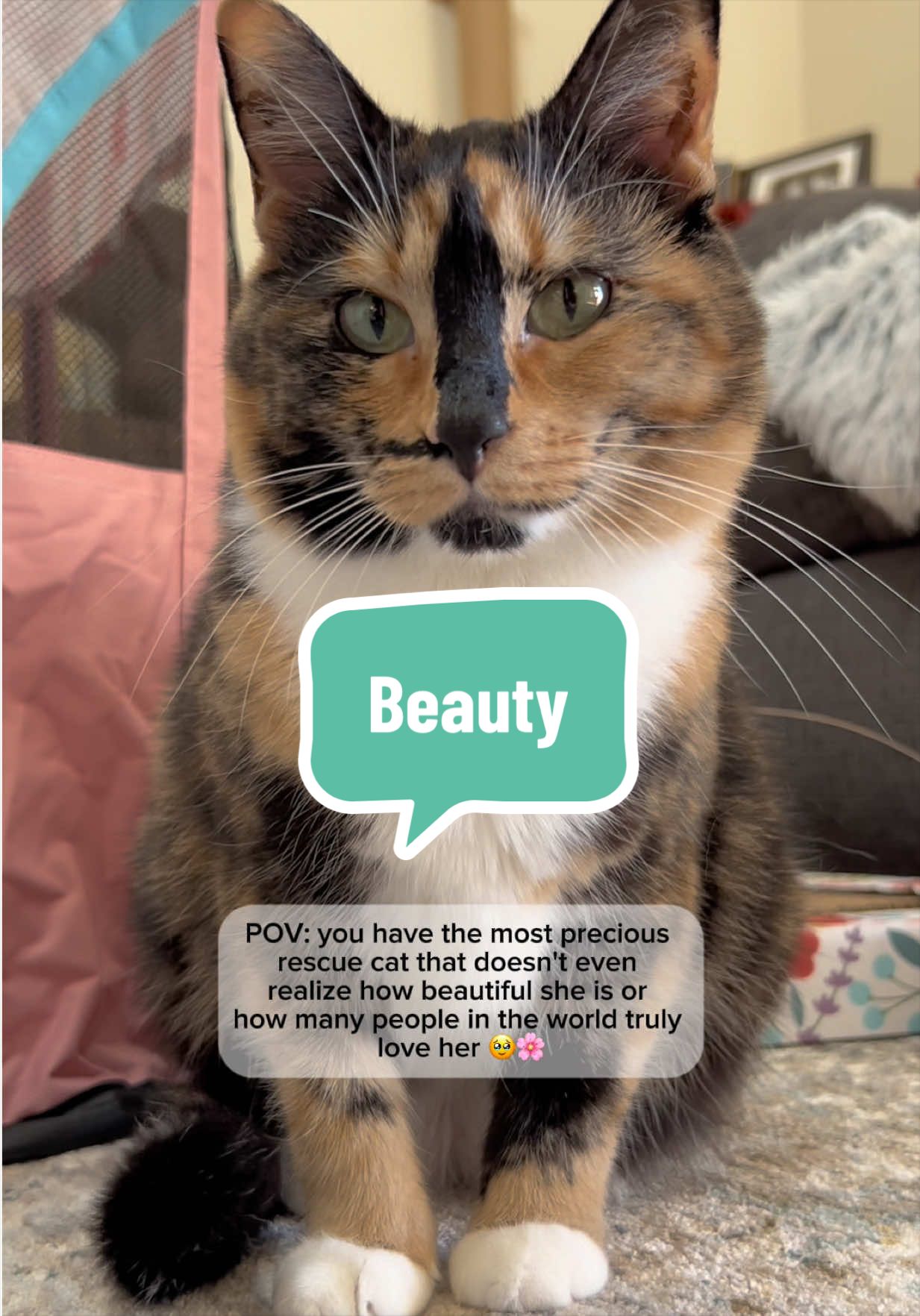 @SnickersTheSmilingCat