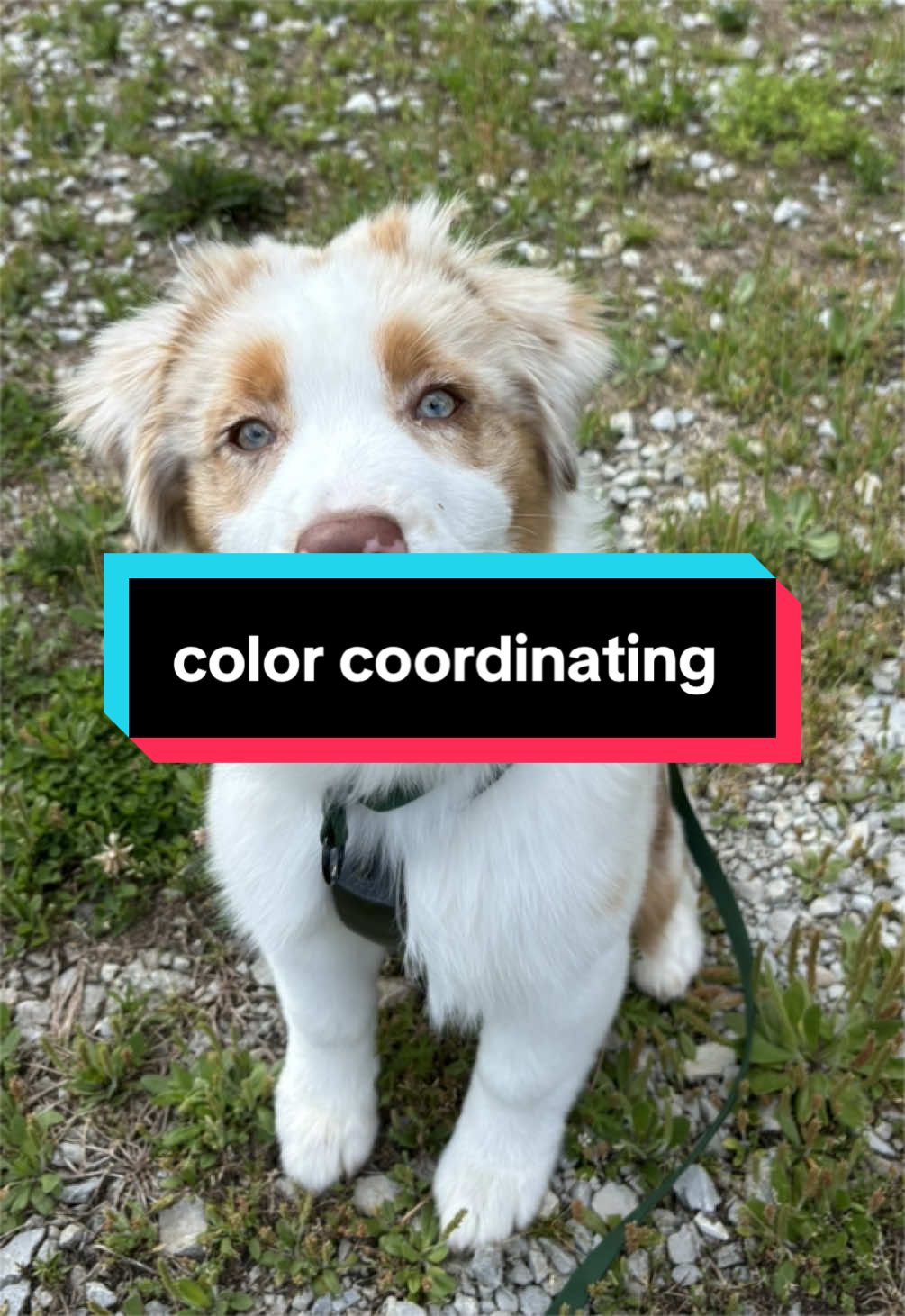 @Beck | Kentucky Dog Trainer
