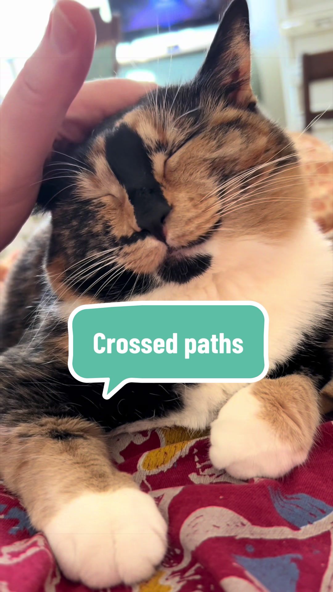 @SnickersTheSmilingCat