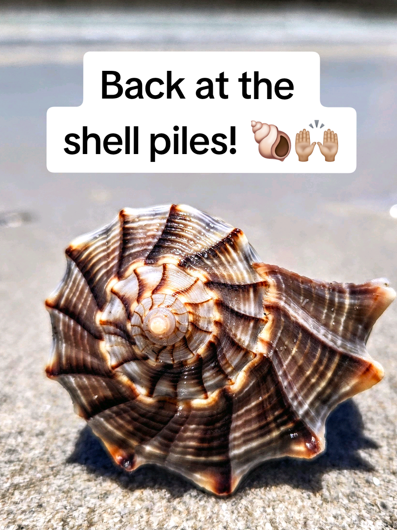@The Seashell Mermaid 🐚