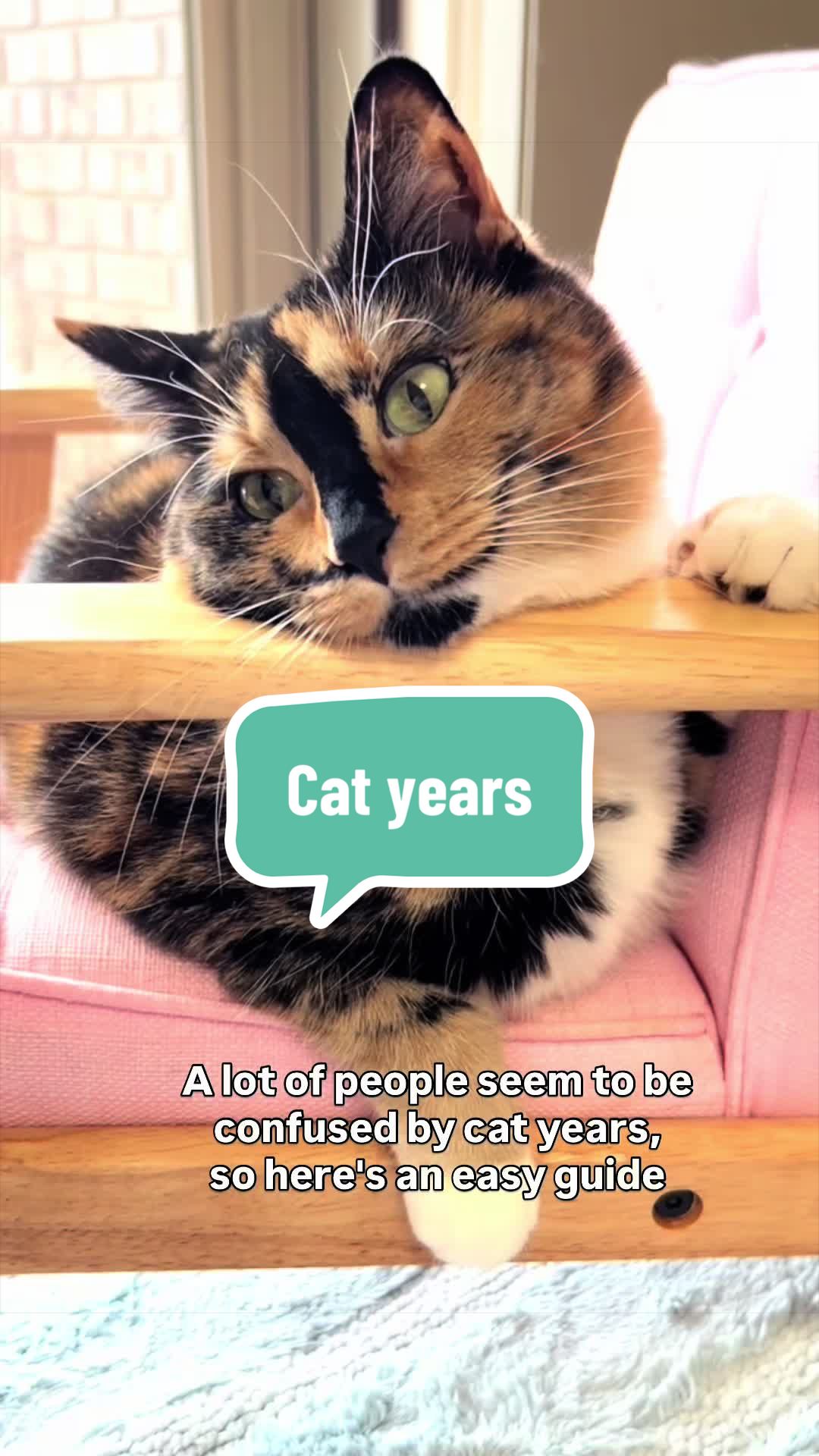 @SnickersTheSmilingCat