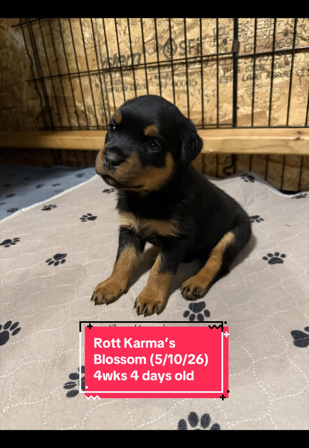 @Rott Karma Kennels LLC