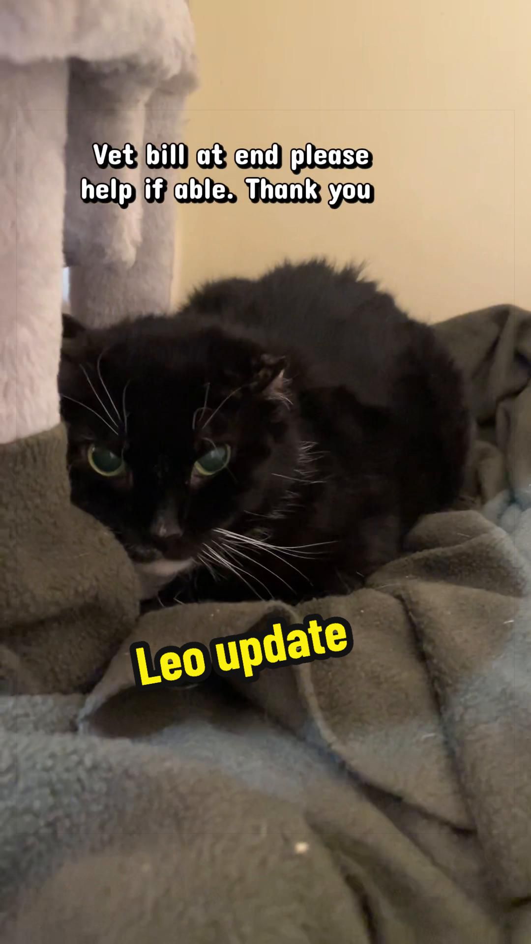 @Are We Home Yet? Cat Sanctuary