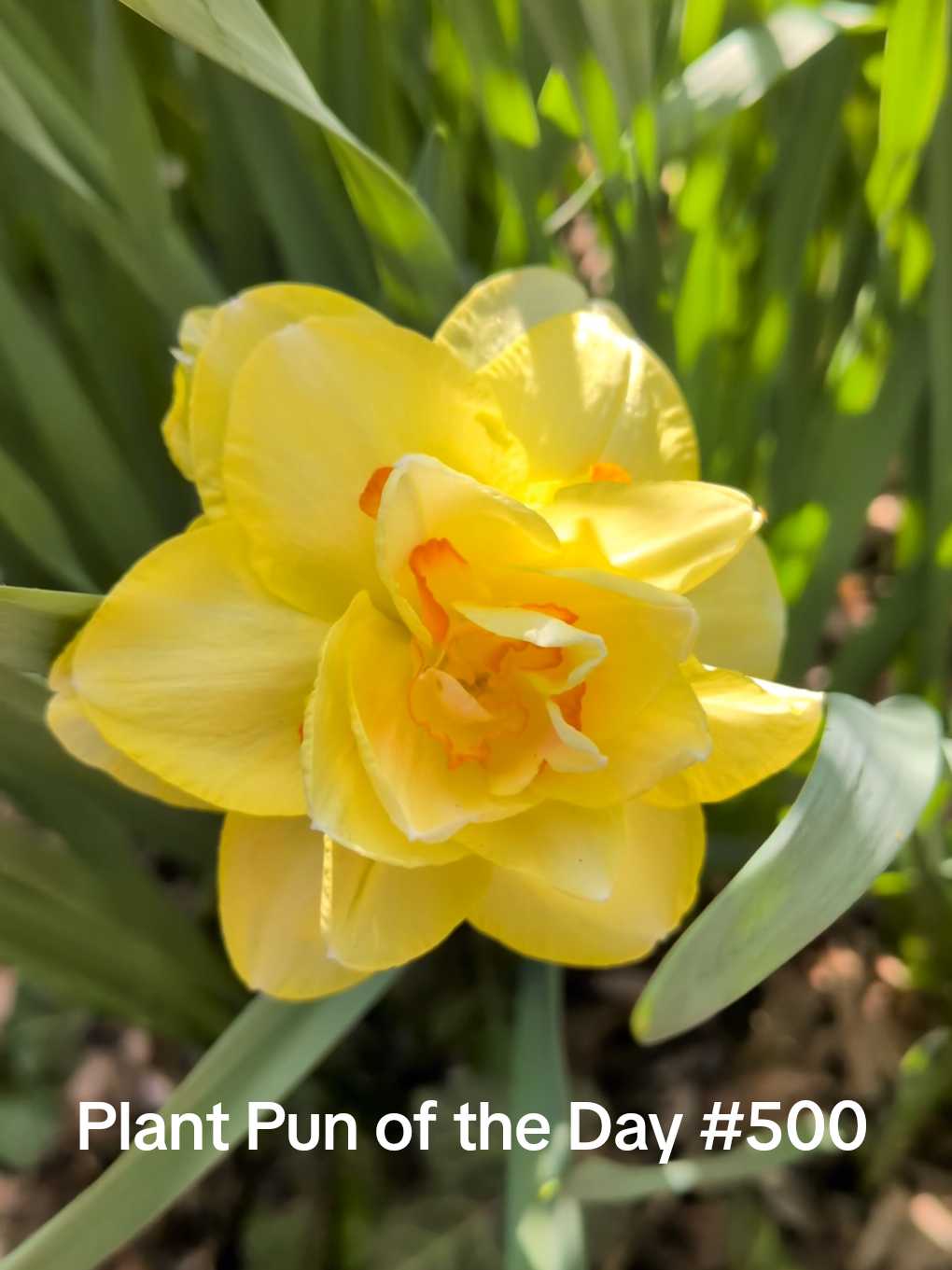 @The Plantiful Gardener