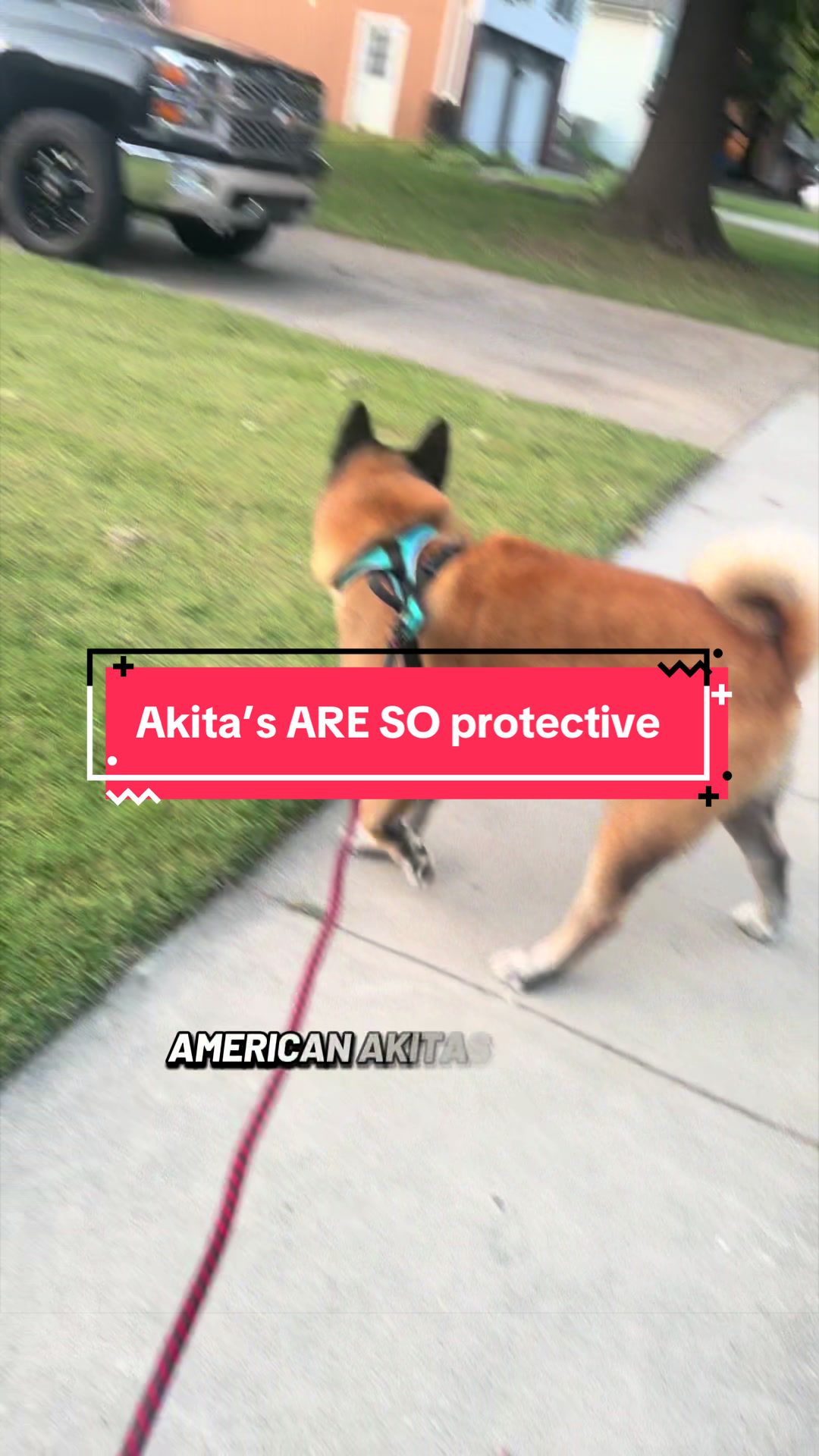 @Akita Brothers