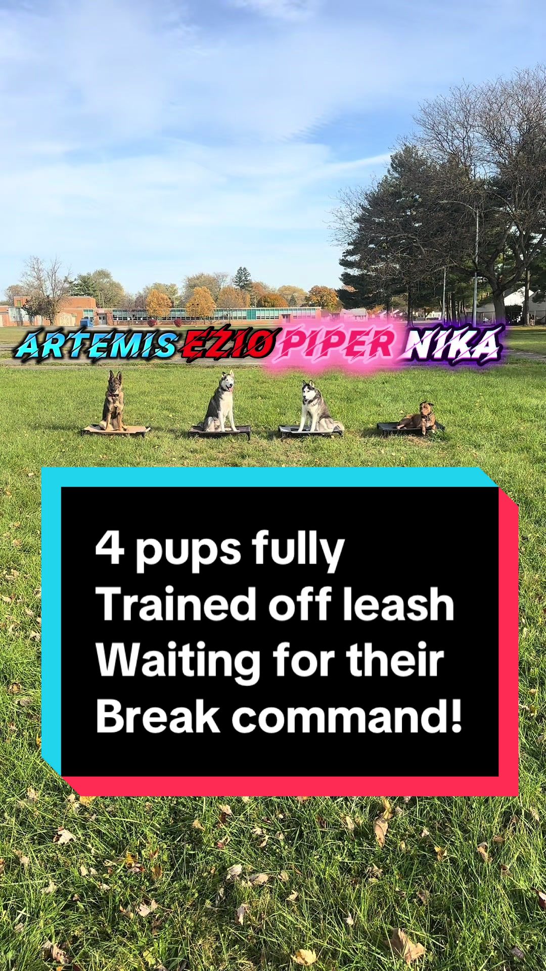 @Fully Unleashed K9 Training
