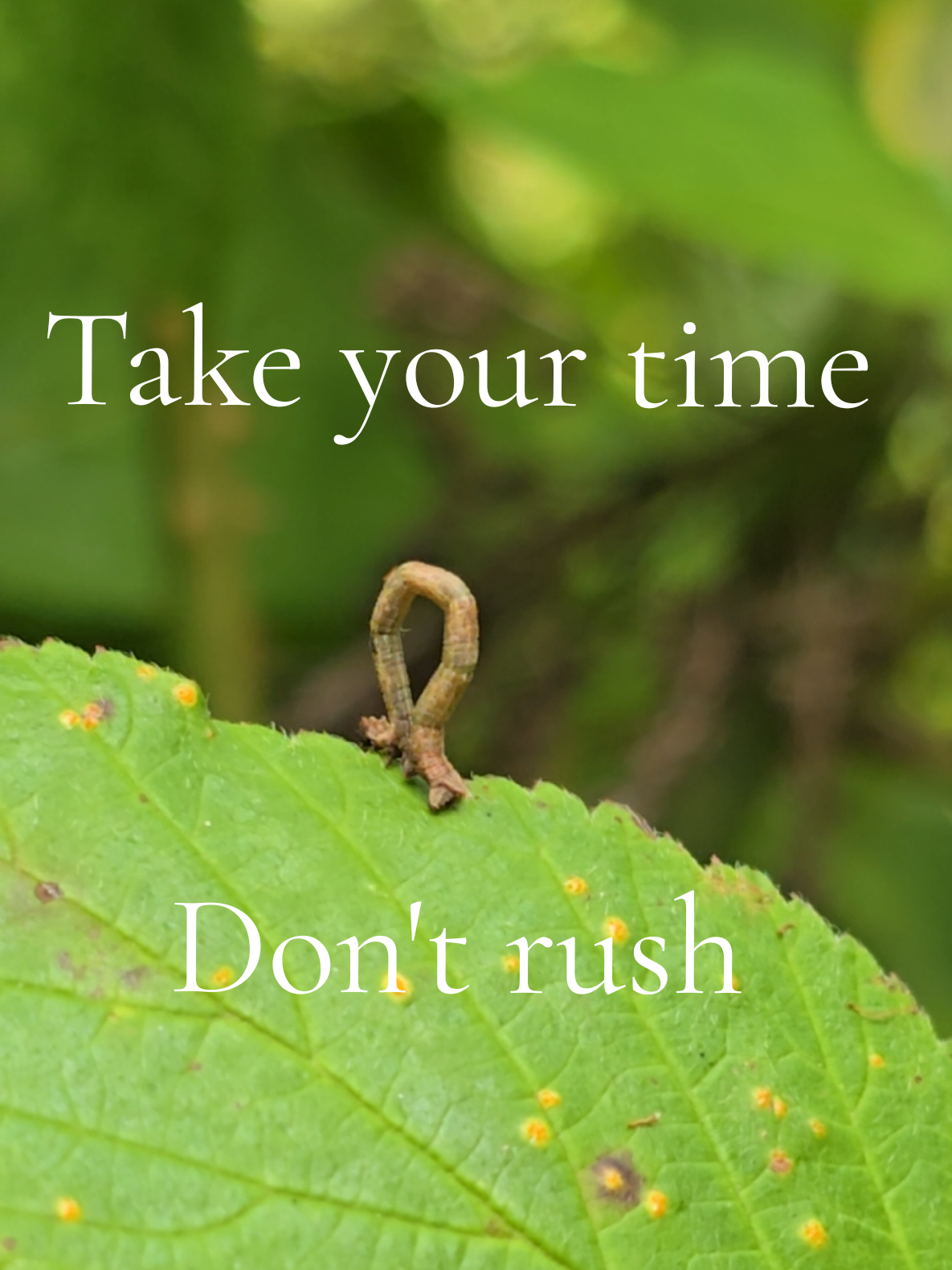 @ivywisteriawild🐝🌿
