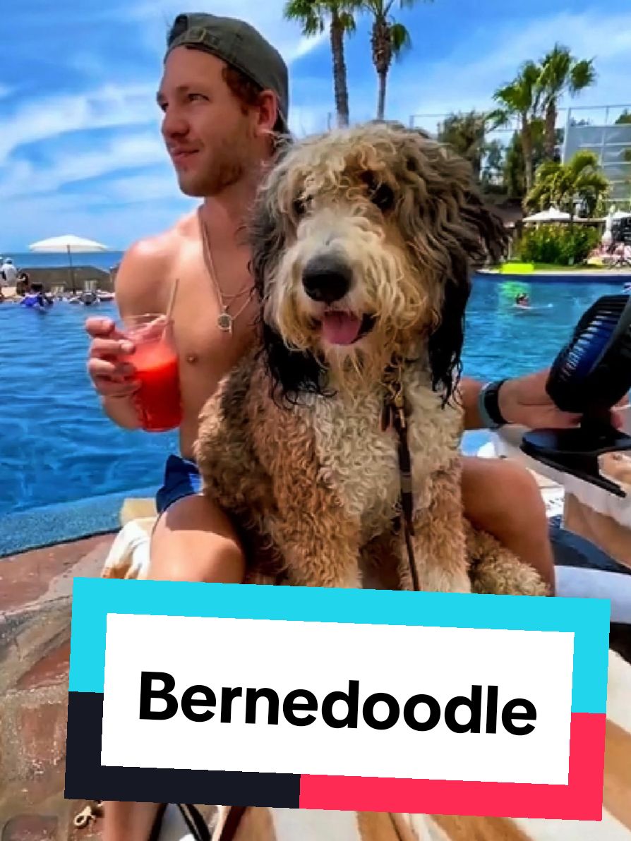 @petworld360