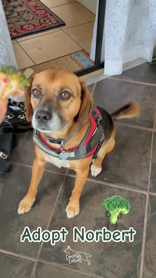 @causeforcaninesrescue