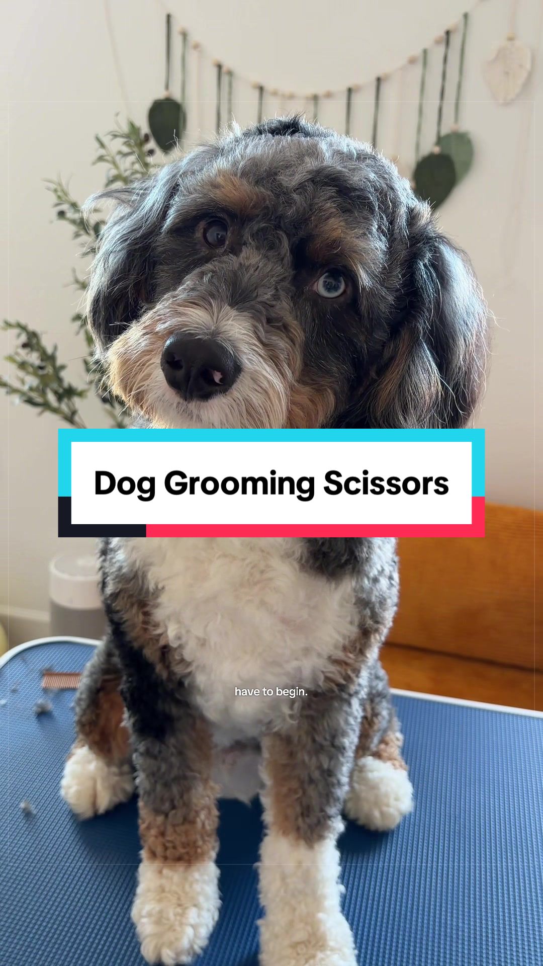 @Archie The Bernedoodle