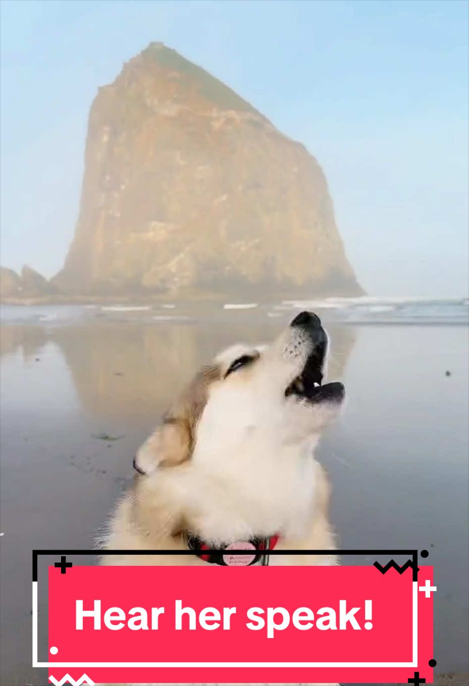@Ruby the Pomsky