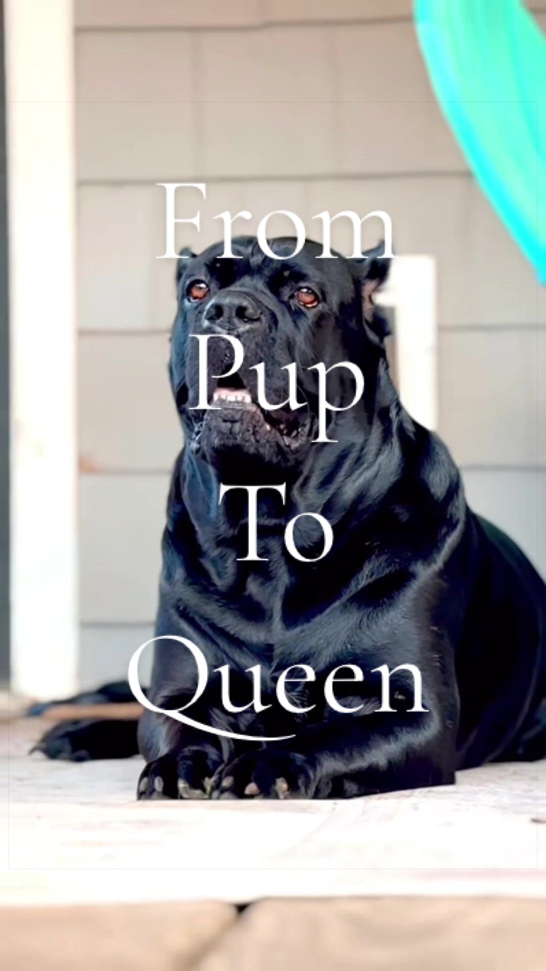 @MyDogMargot