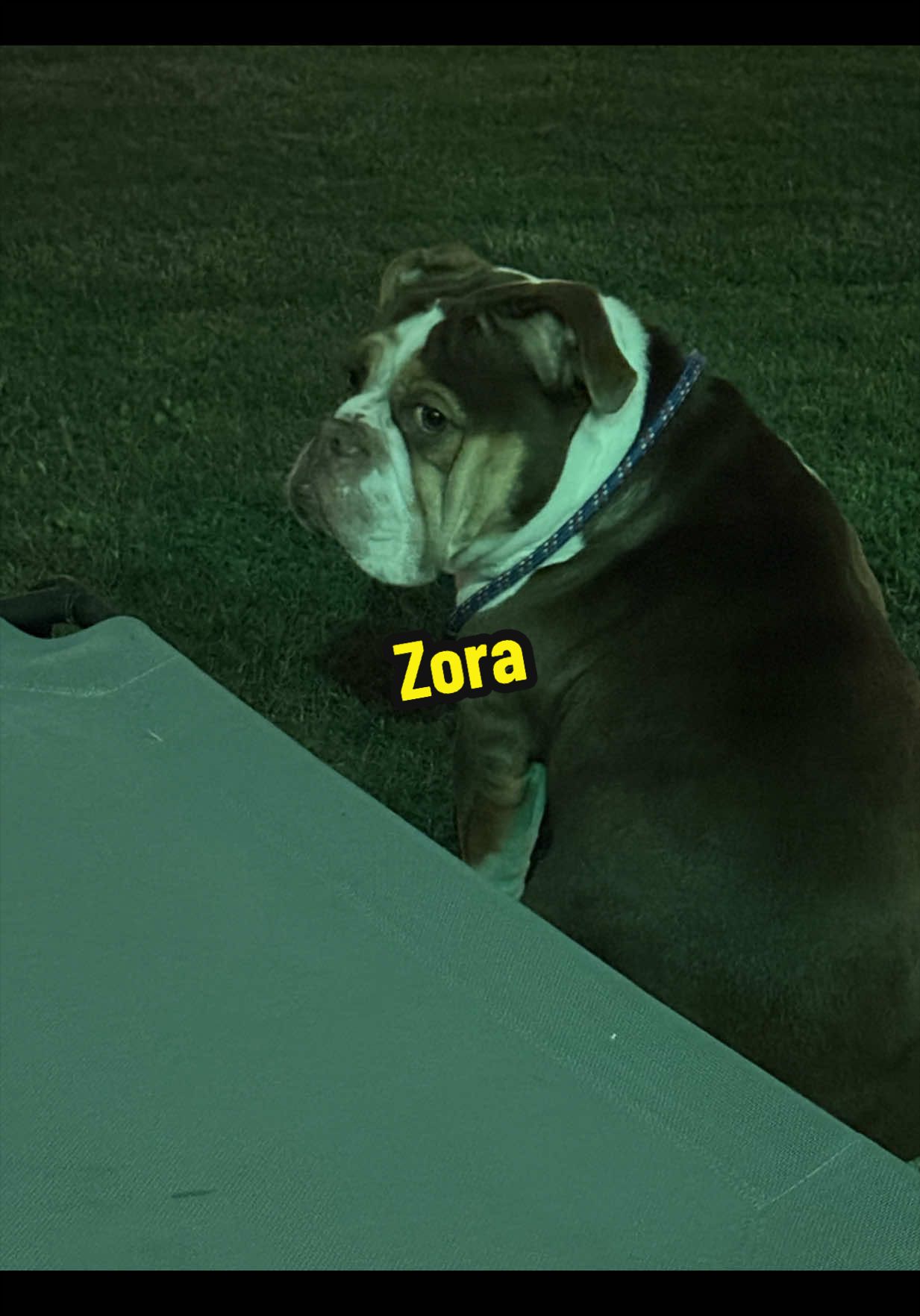 @Zora the bulldog