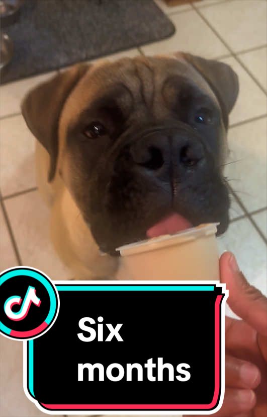 @Xander the Bullmastiff