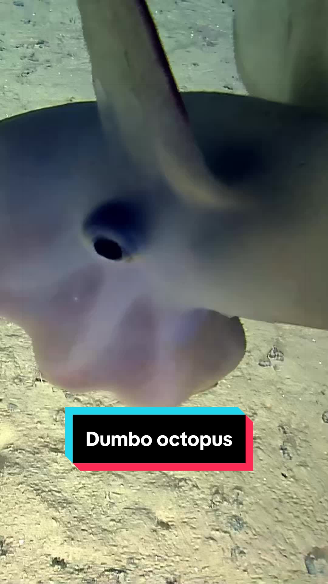 @Ocean Exploration Trust