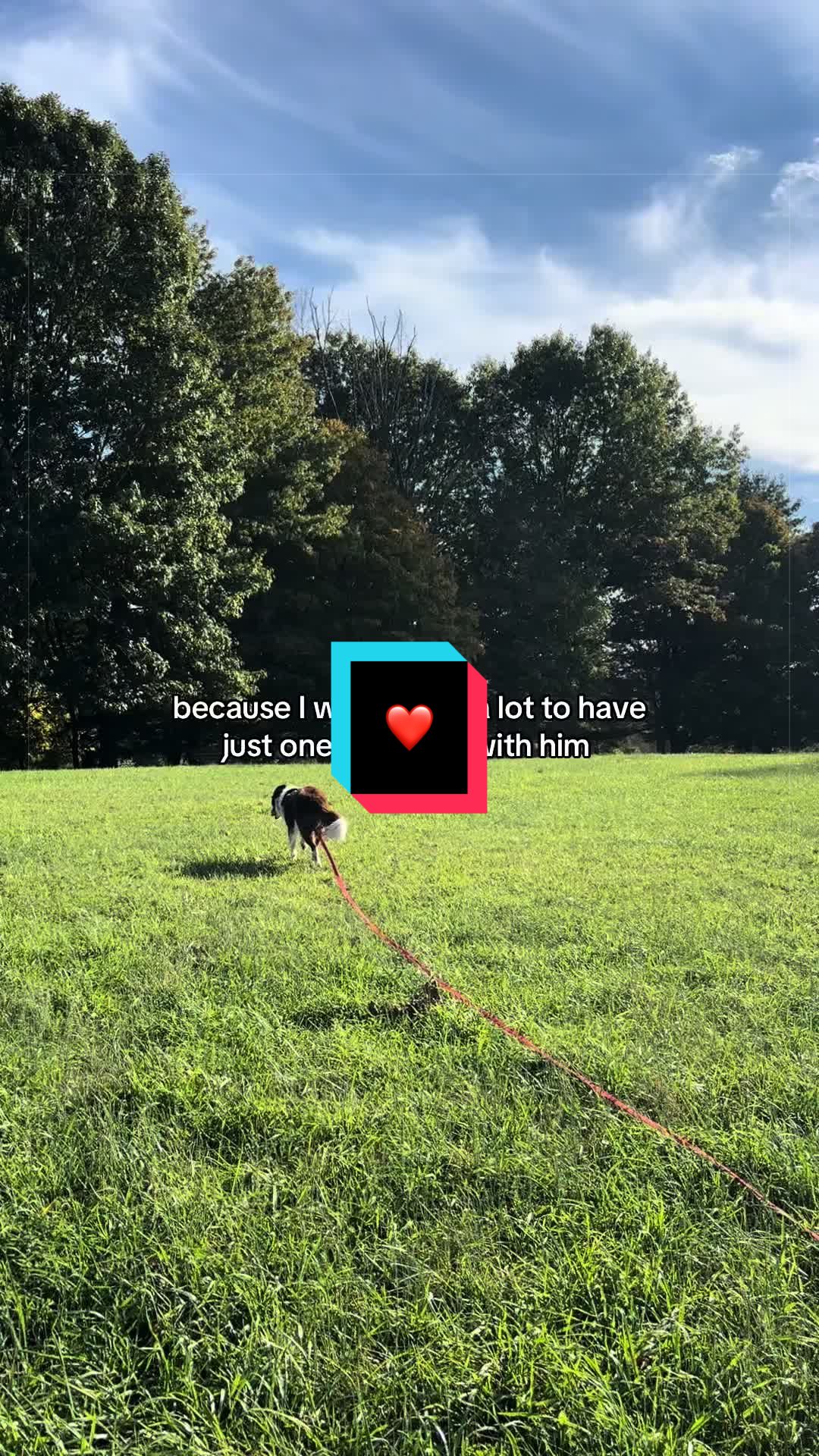 @Beck | Kentucky Dog Trainer