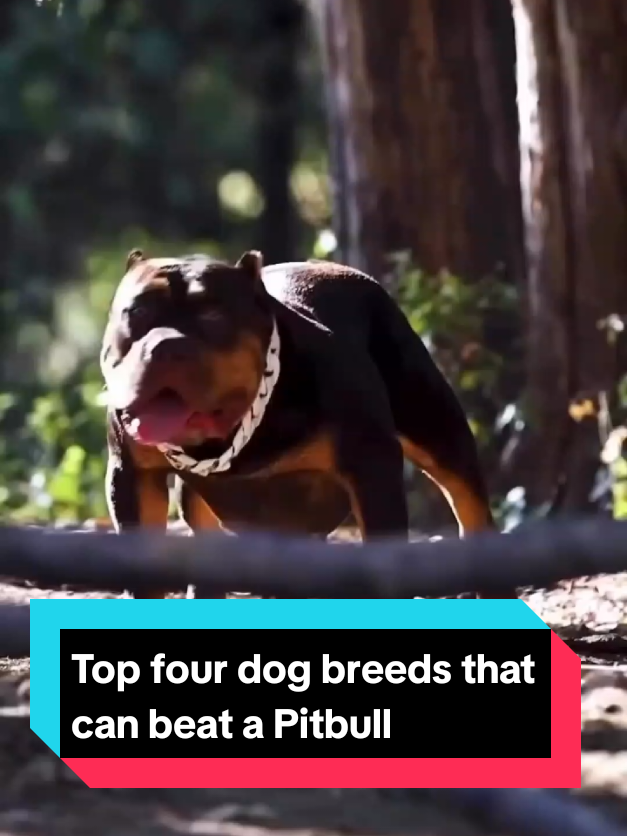 @The pet post