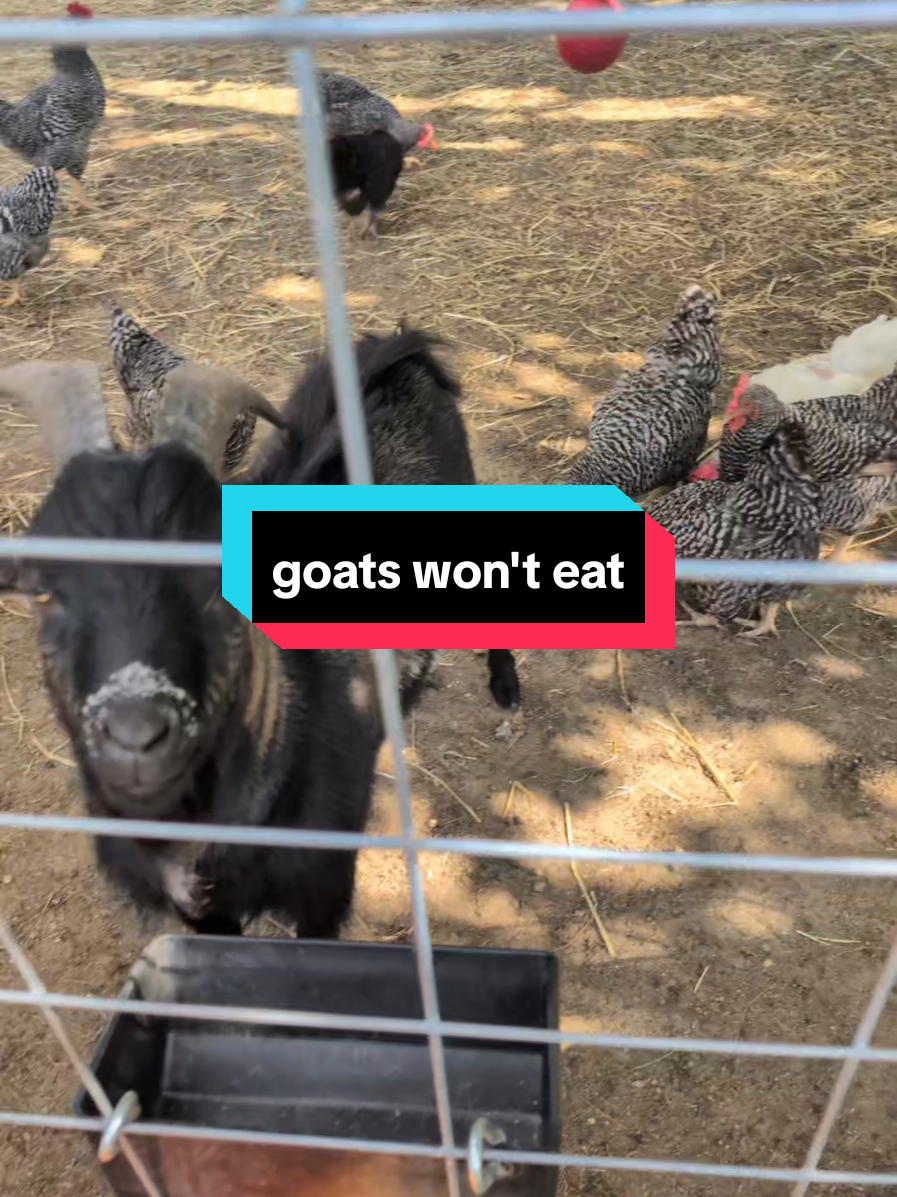 @Chickens & Bullies